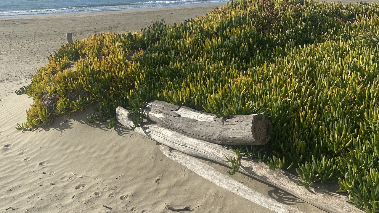 Photo of Others in Cap d'Agde