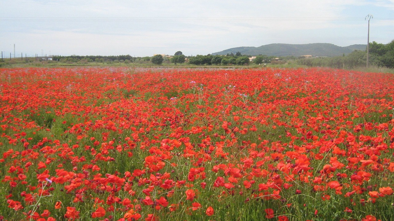 Photo of Outdoor in Vic-la-Gardiole