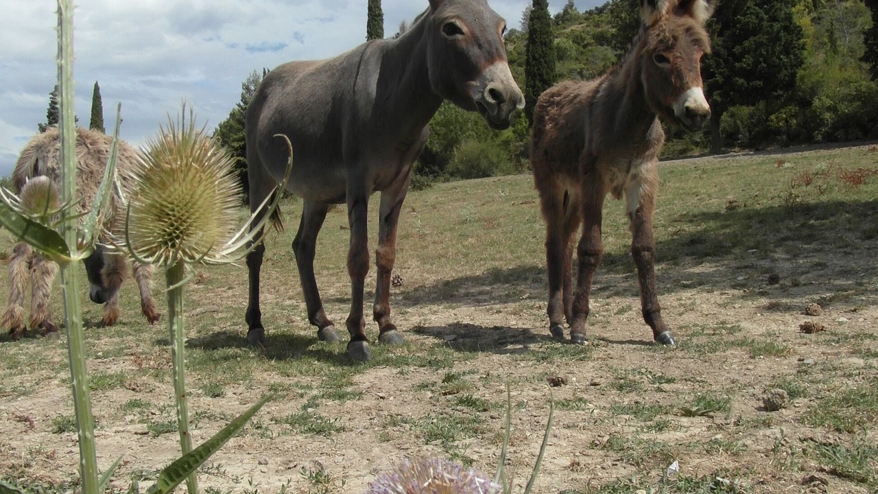 Photo of Outdoor in Montlaur