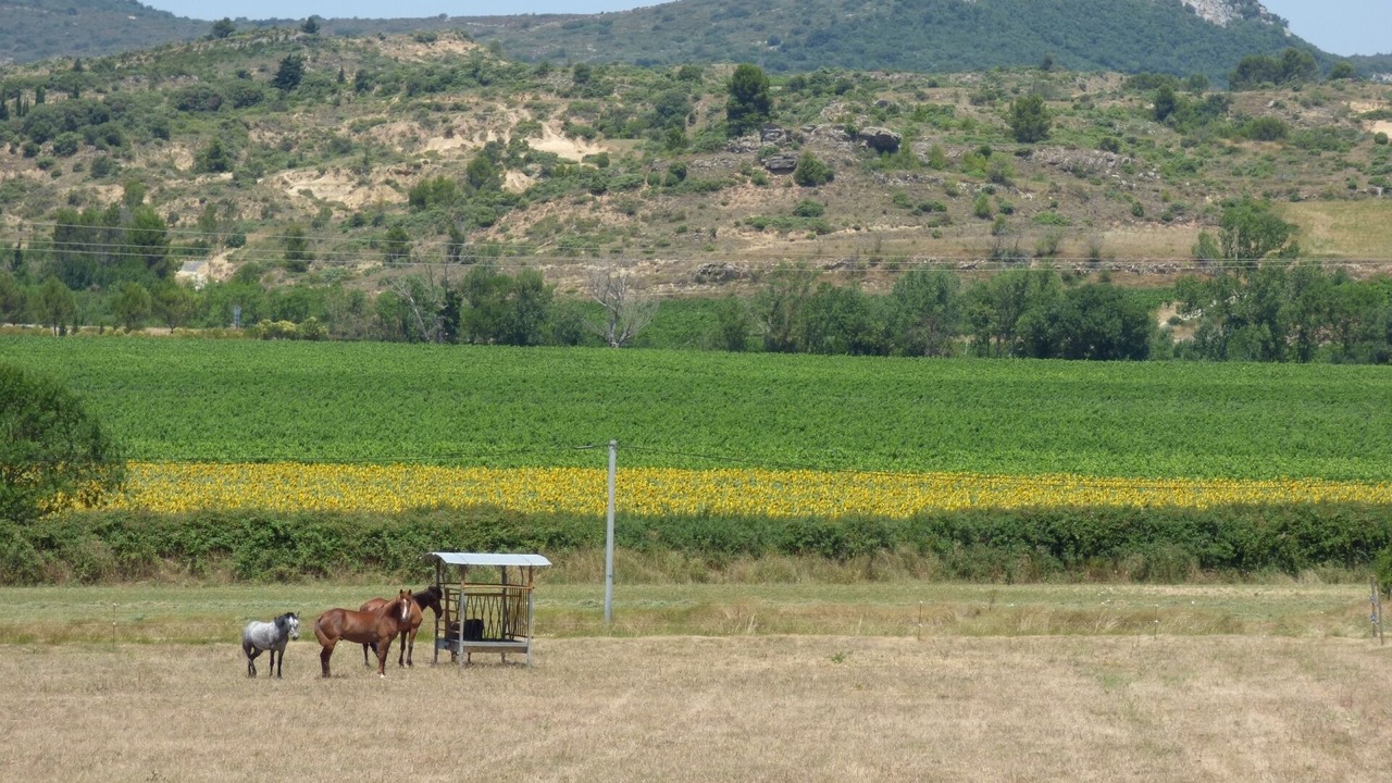 Photo of Others in Montlaur