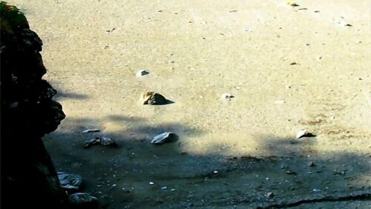 Photo of Others in Campobello Island