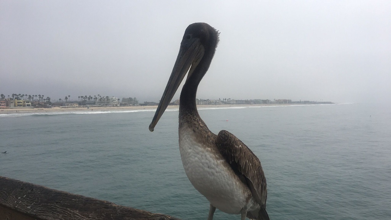 Photo of Others in Imperial Beach