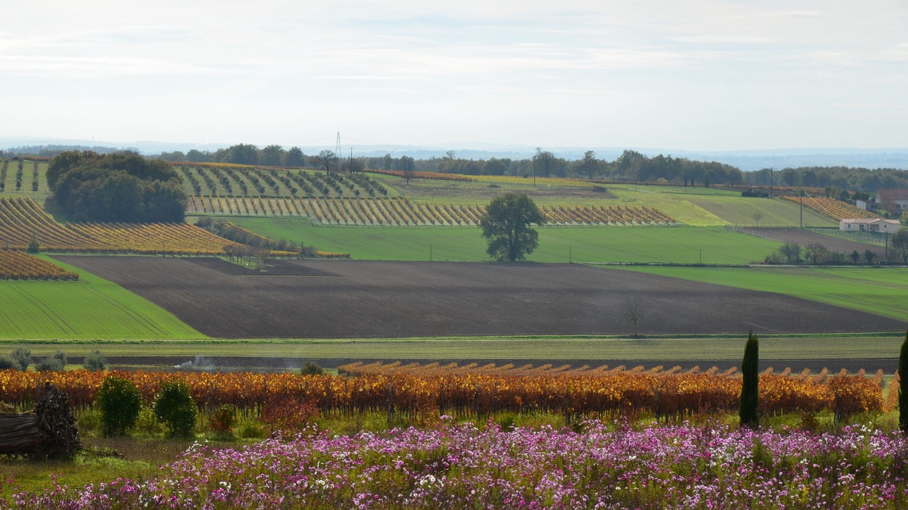 Photo of Outdoor in Mareuil
