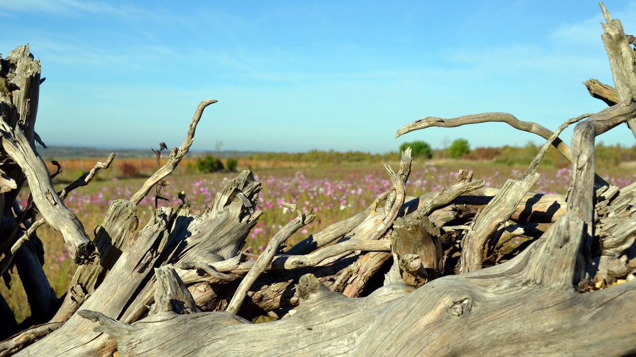 Photo of Others in Mareuil