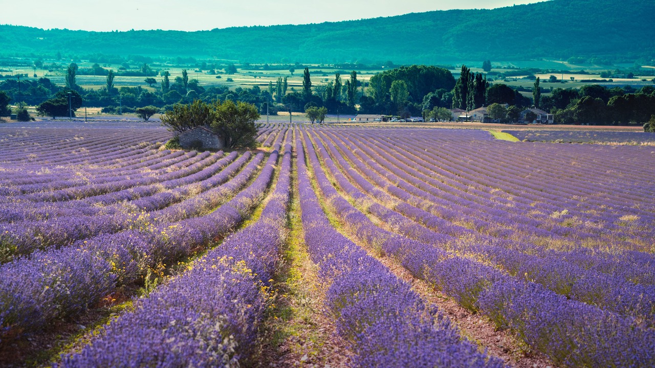 Photo of Others in Sault