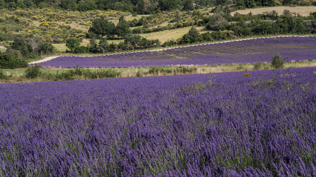 Photo of Others in Sault