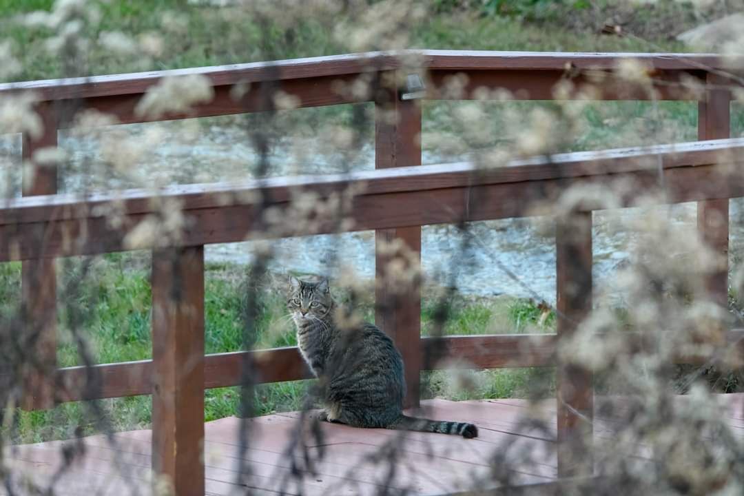 Photo of Outdoor in Macon