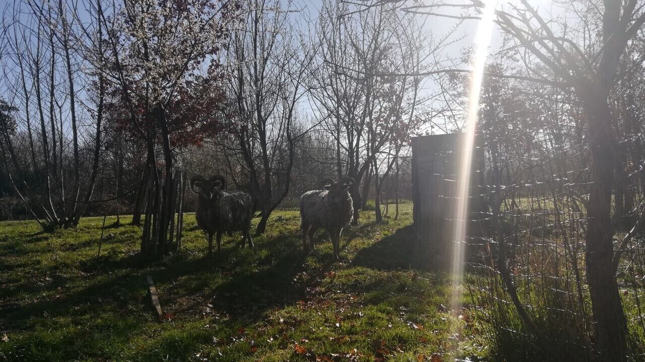 Photo of Outdoor in Carbonne