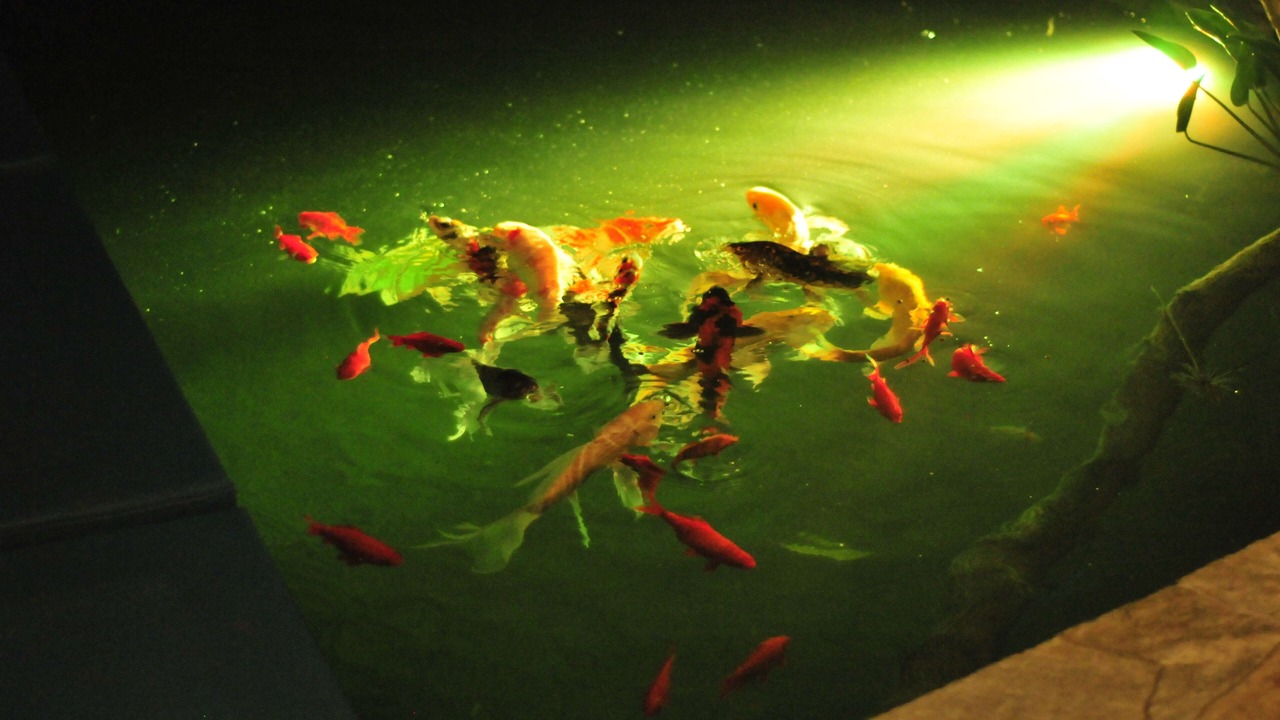 Photo of Others in Orlando