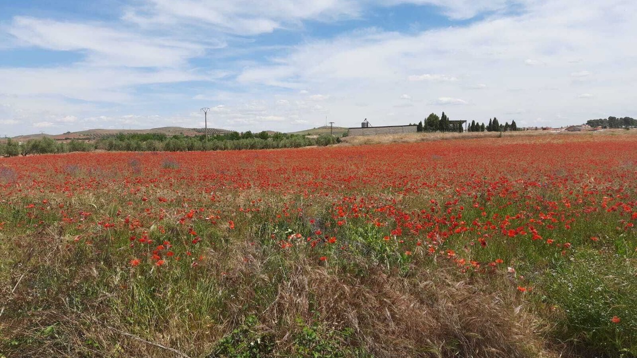 Photo of Others in Ossa de Montiel