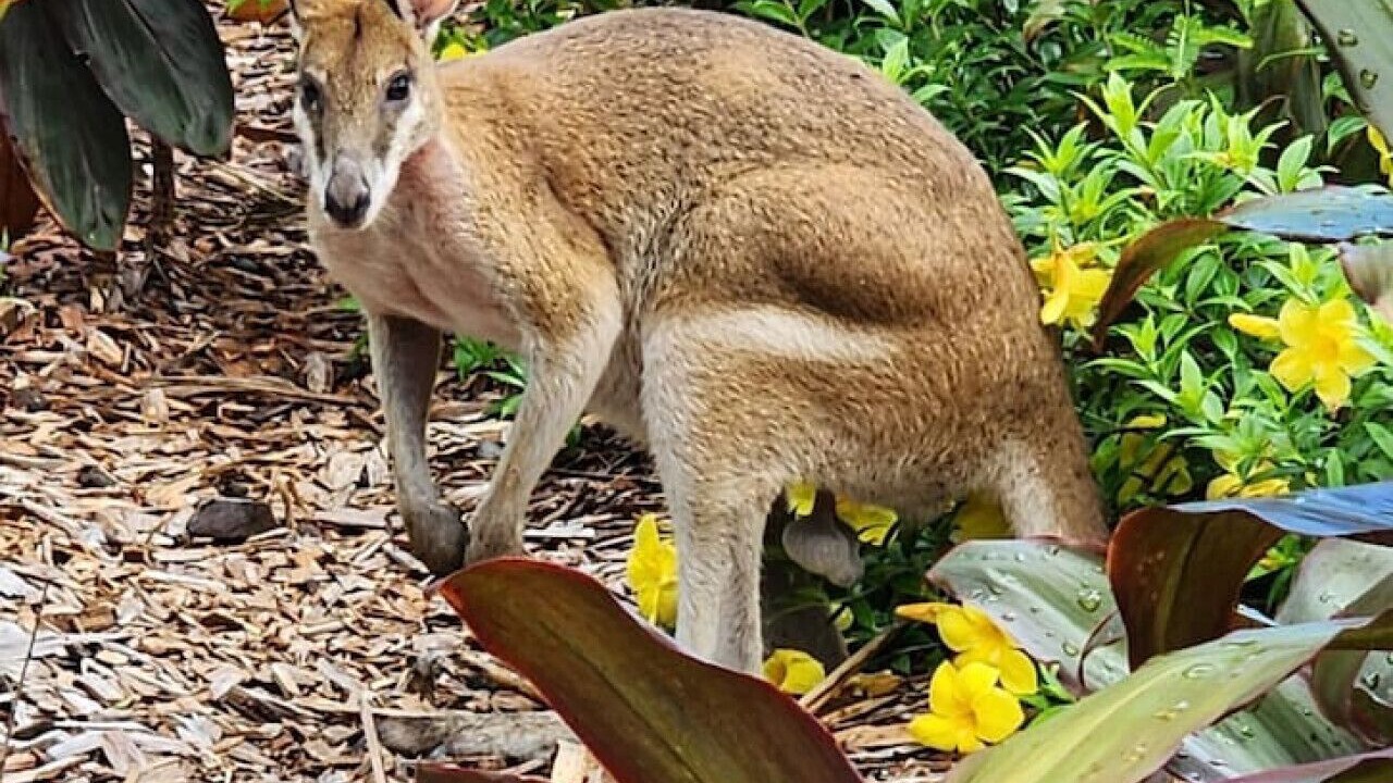 Photo of Others in Trinity Beach