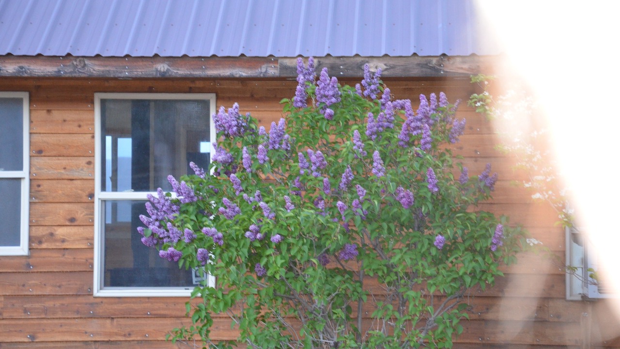 Photo of Outdoor in Cedarville