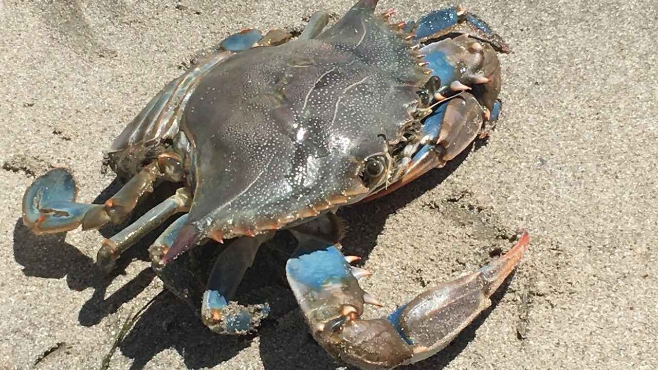 Photo of Others in Corpus Christi