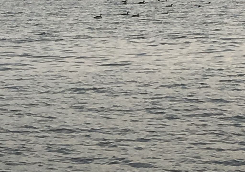 Photo of Others in Belgrade