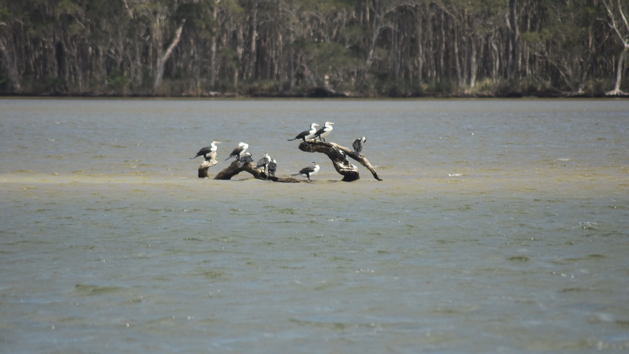 Photo of Others in Cootharaba