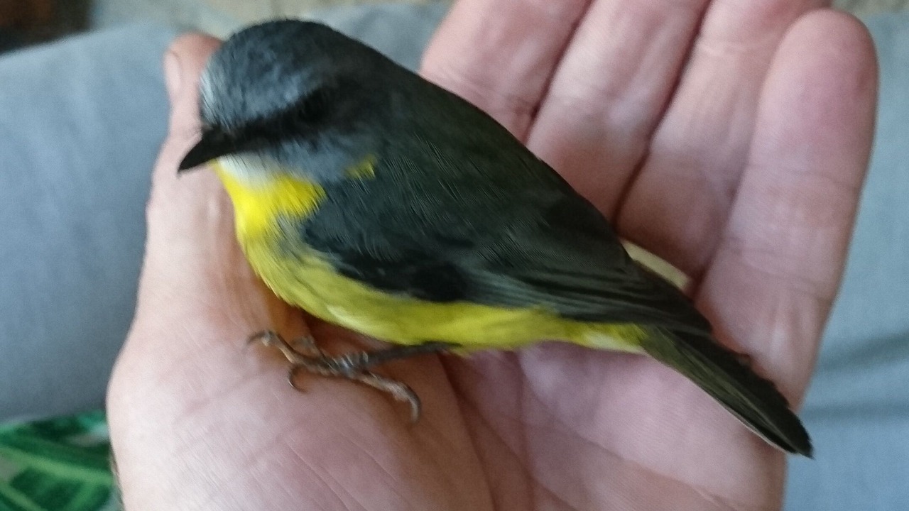 Photo of Others in Cootharaba