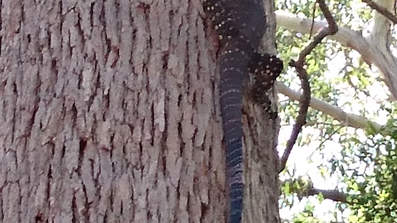 Photo of Outdoor in Cootharaba