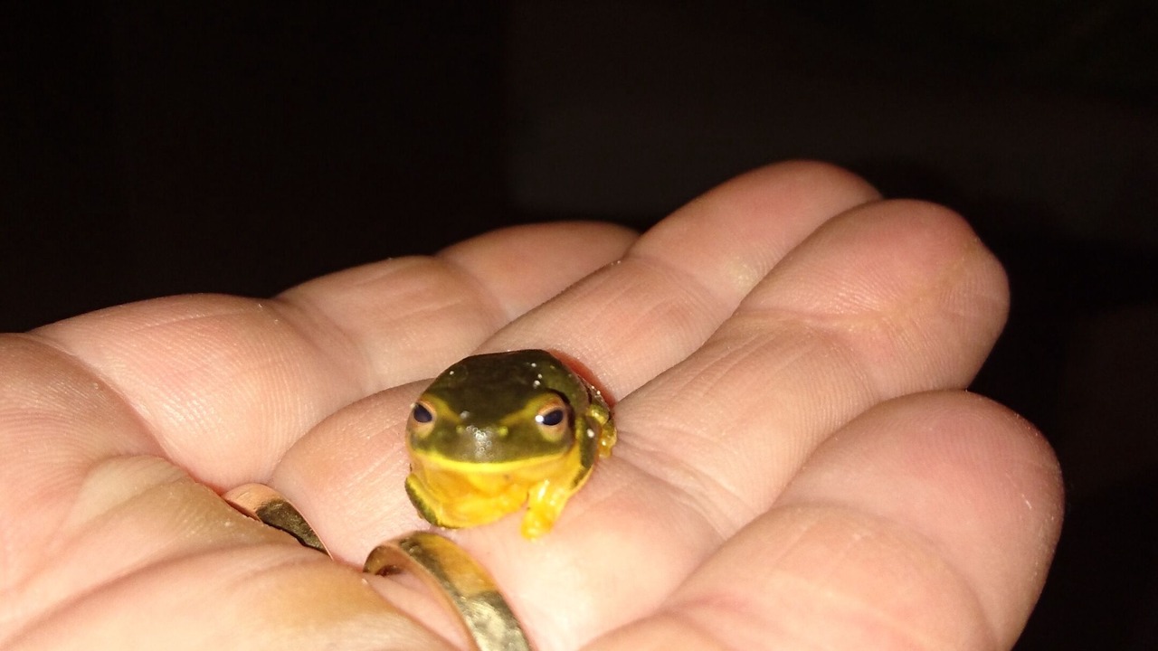 Photo of Others in Cootharaba