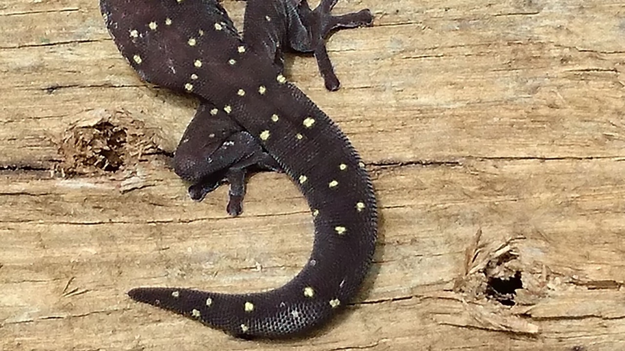 Photo of Others in Cootharaba