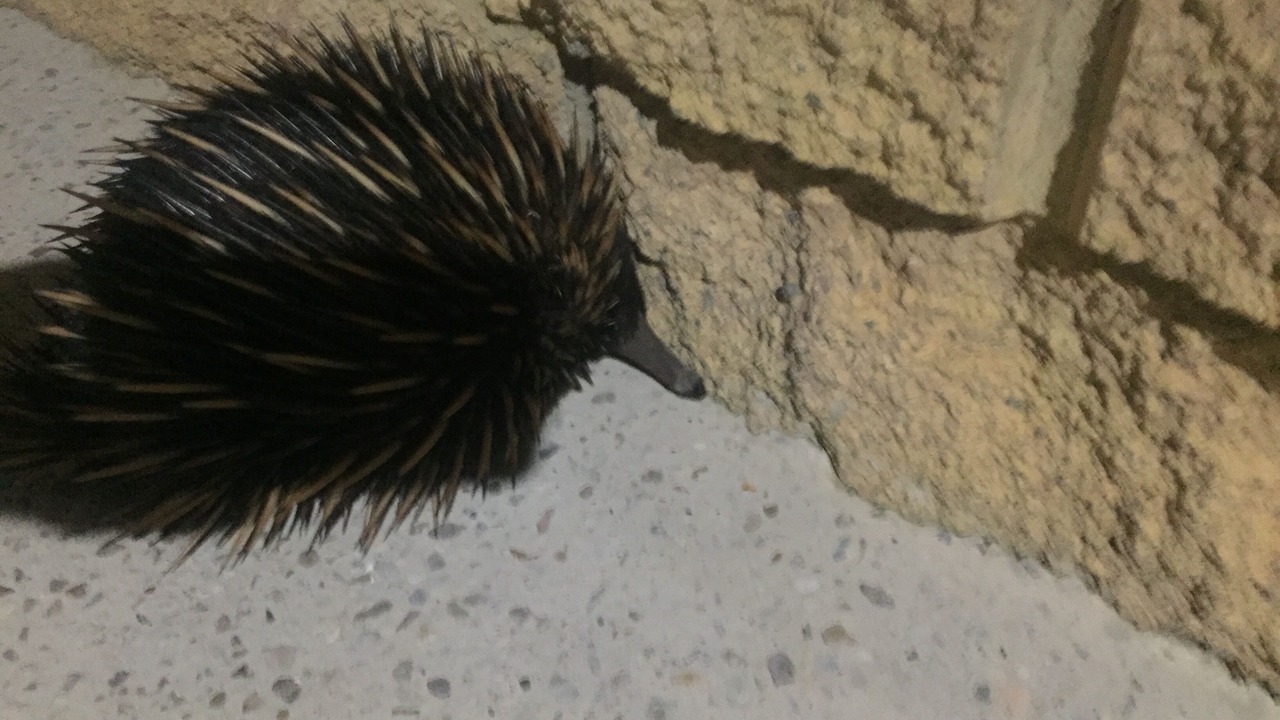 Photo of Others in Cootharaba