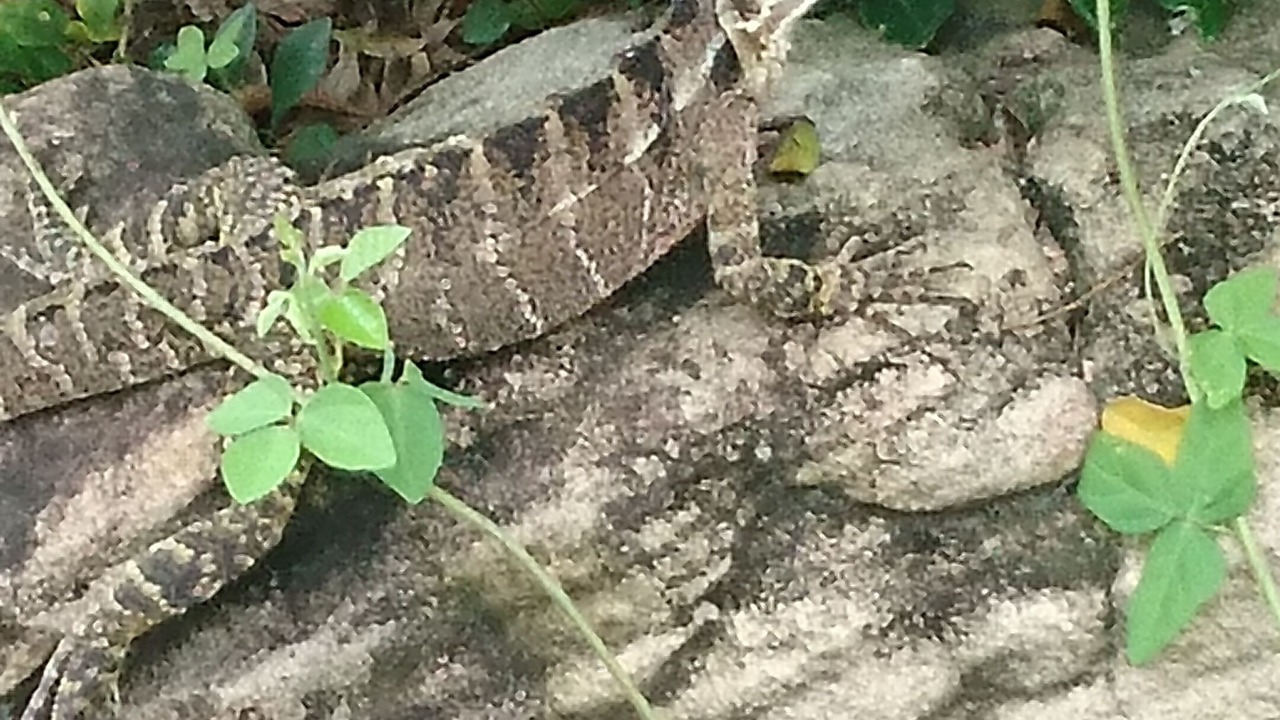 Photo of Outdoor in Cootharaba