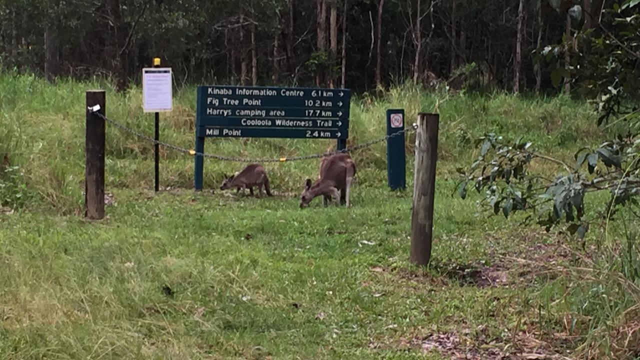 Photo of Outdoor in Cootharaba