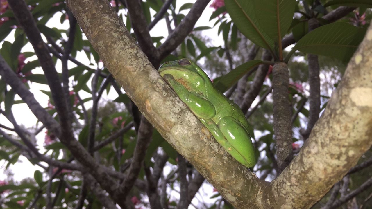 Photo of Outdoor in Cootharaba