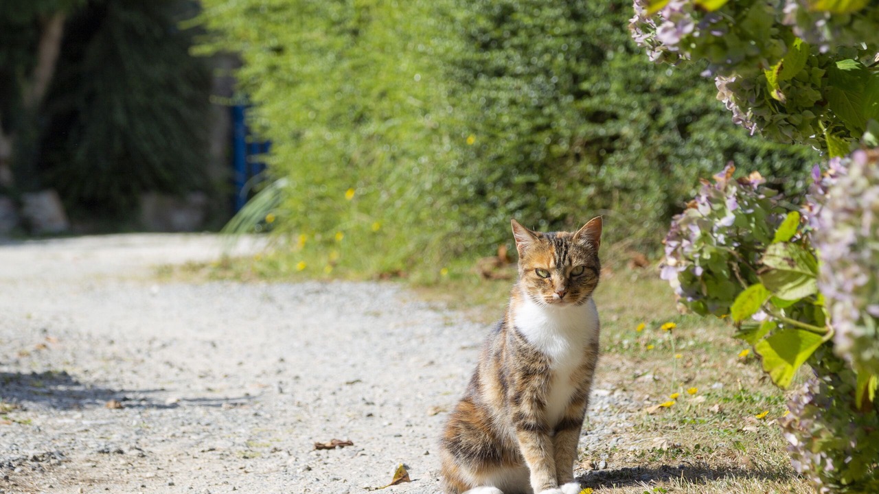 Photo of Outdoor in Lannilis