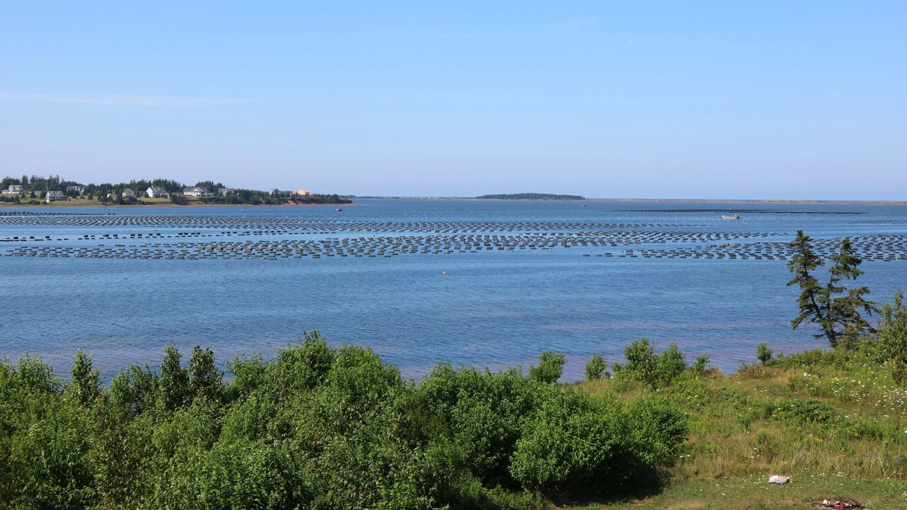 Photo of Others in Oyster Bed