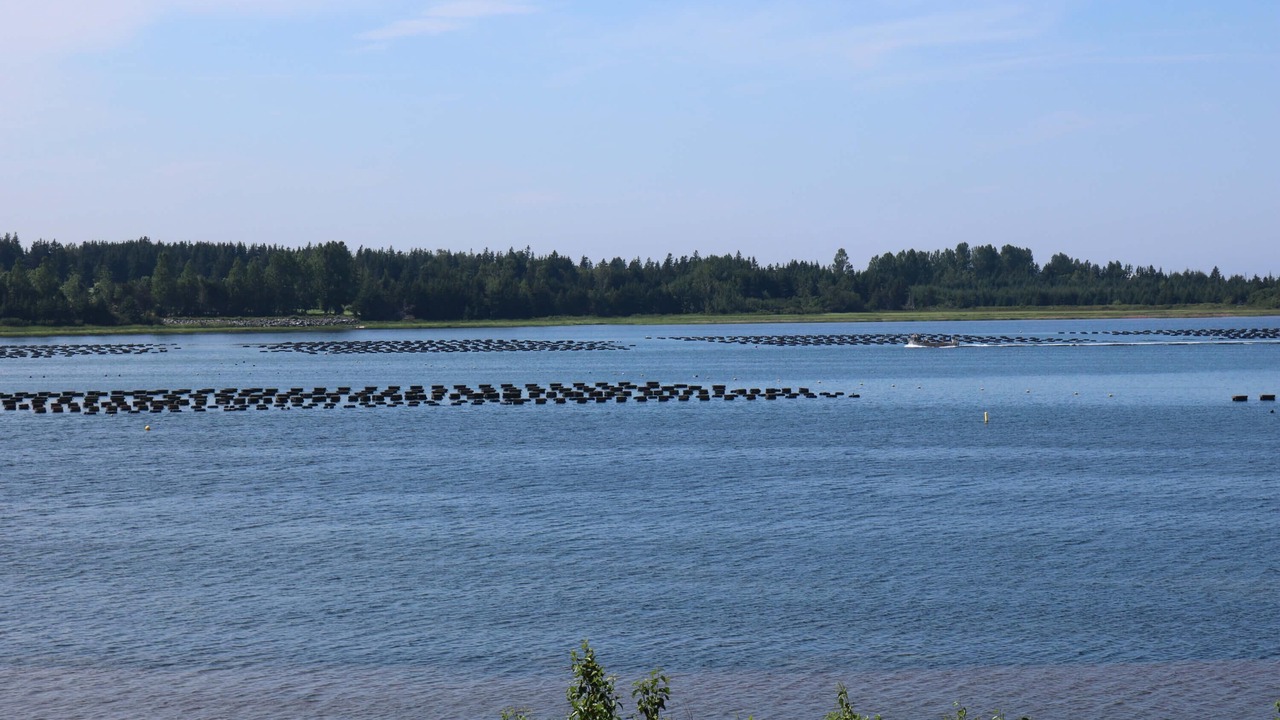 Photo of Others in Oyster Bed