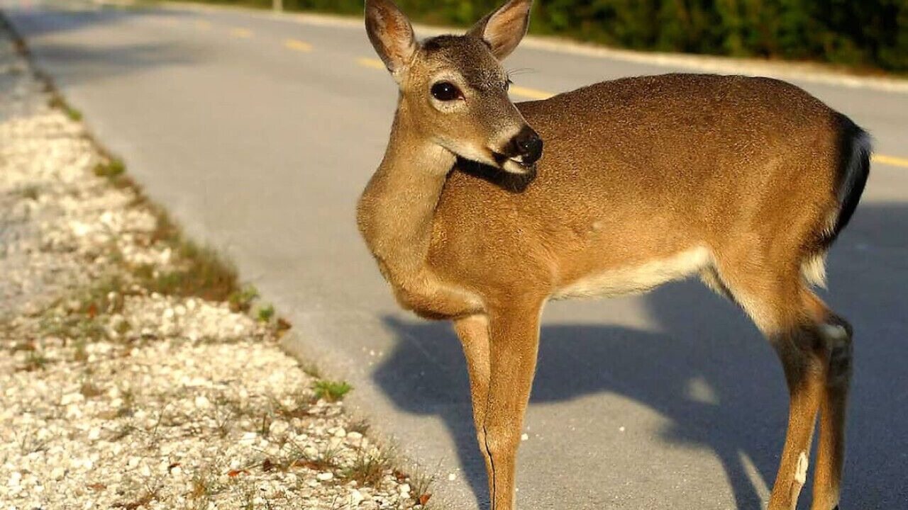 Photo of Others in Sugarloaf Key