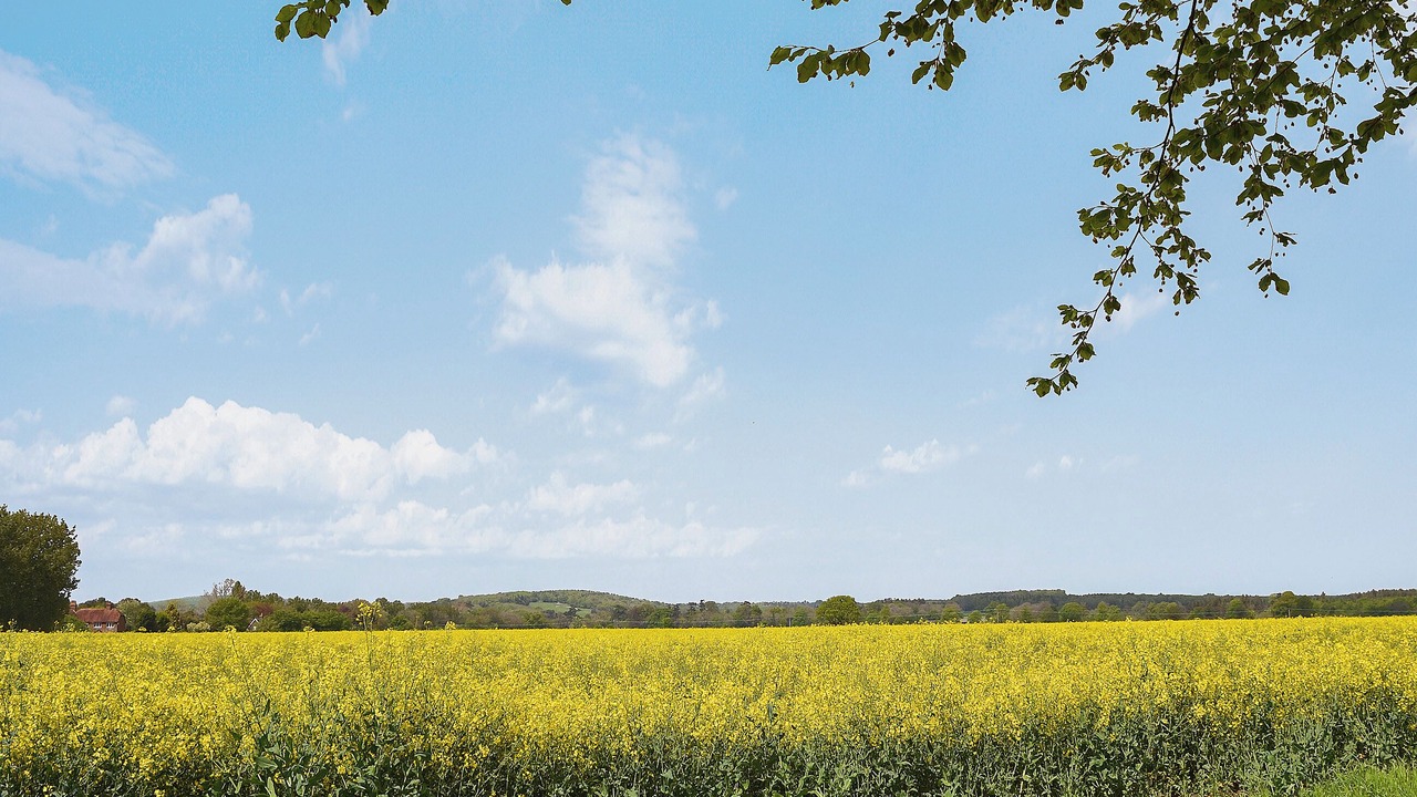 Photo of Others in Chichester