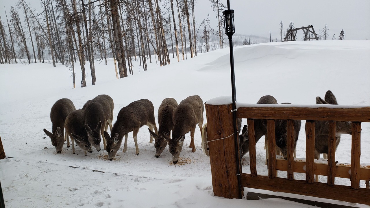 Photo of Others in Dubois