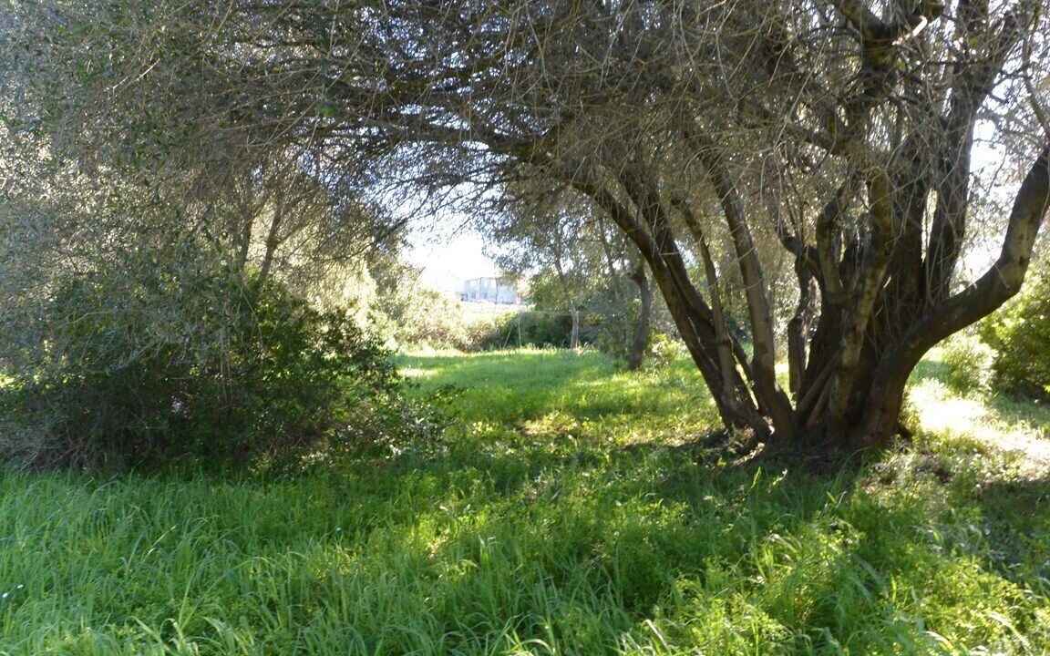 Photo of Outdoor in Aleria