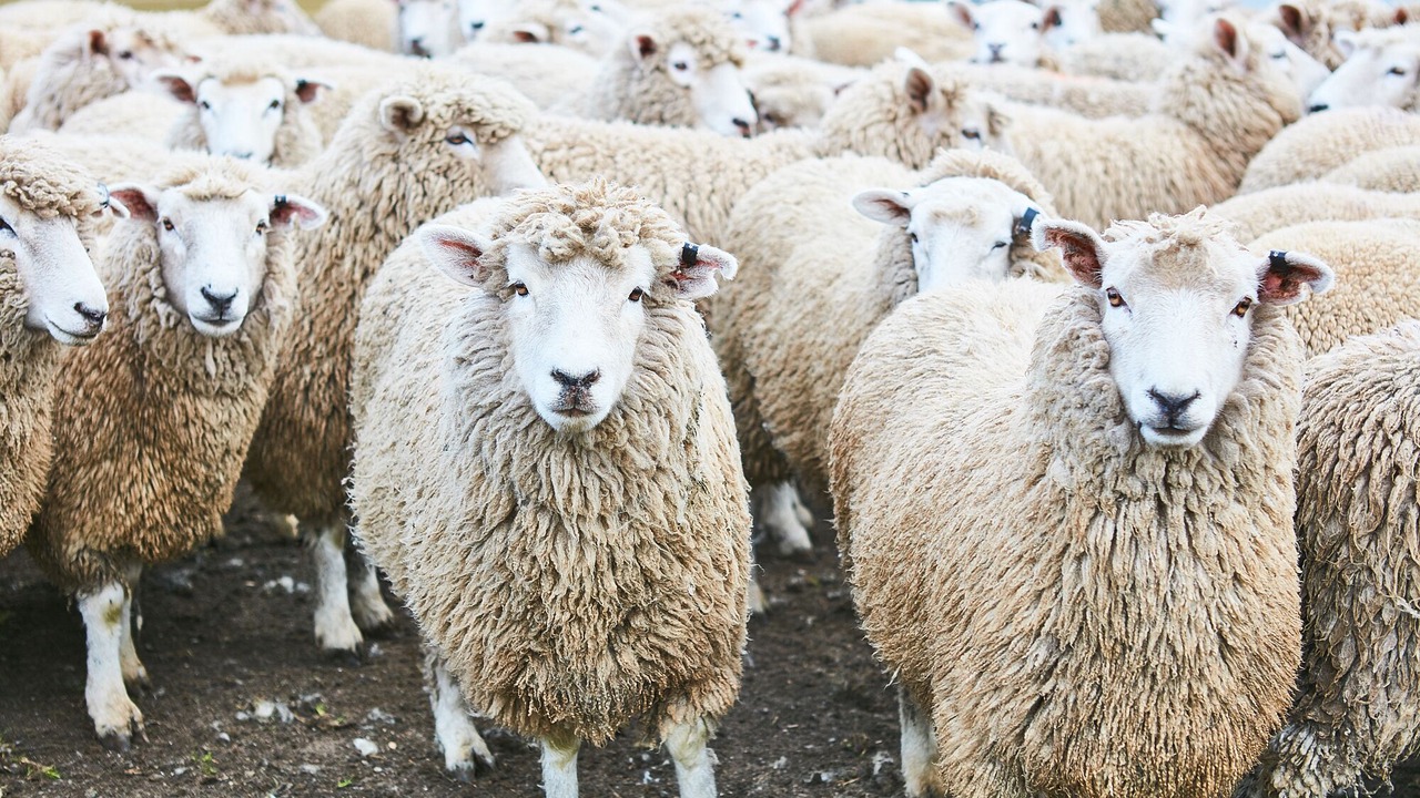 Photo of Others in Glenaire