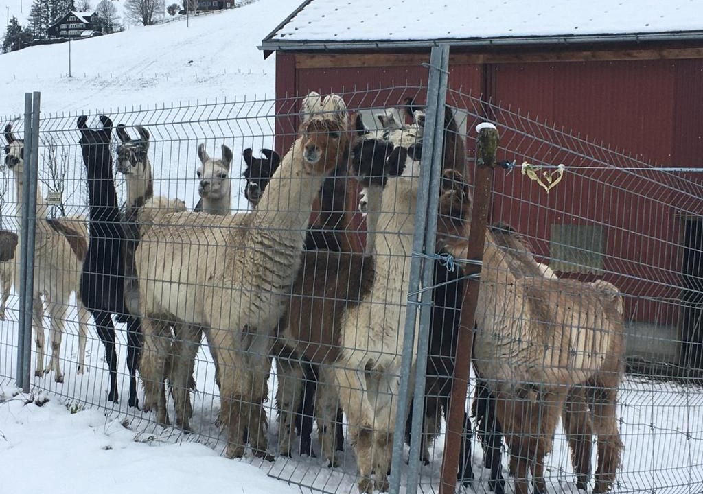 Photo of Others in Wildhaus