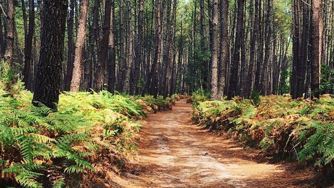 Photo of Others in Vieux-Boucau-les-Bains