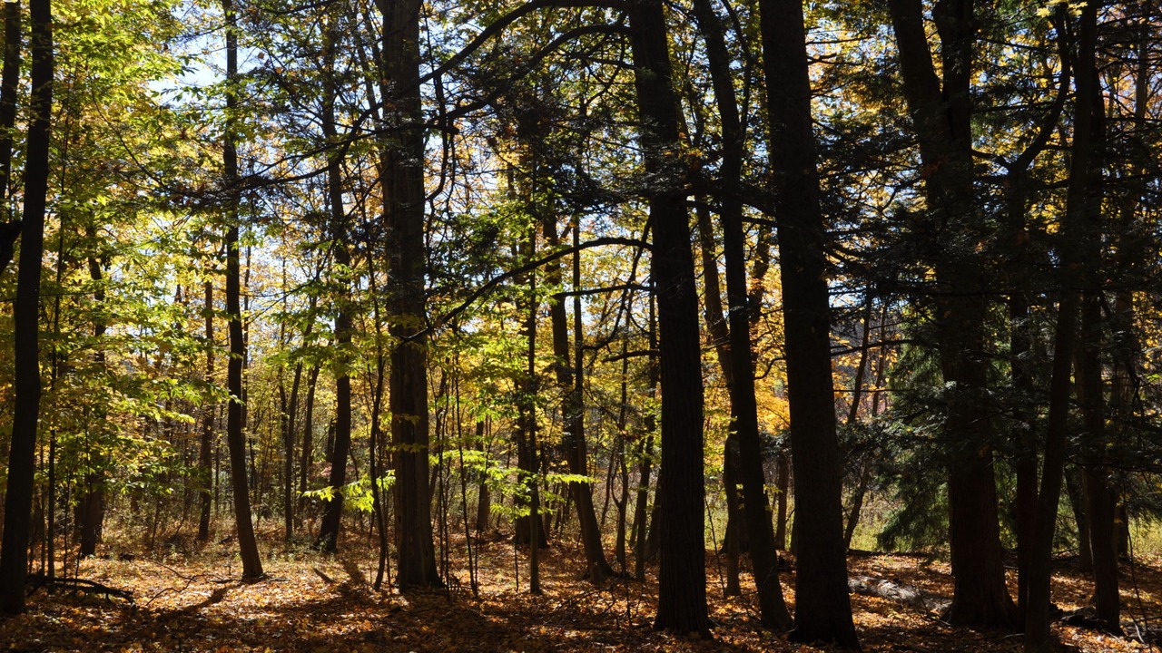 Photo of Outdoor in Trumansburg