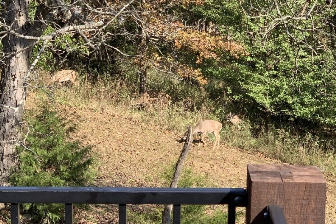 Photo of Outdoor in Eureka Springs