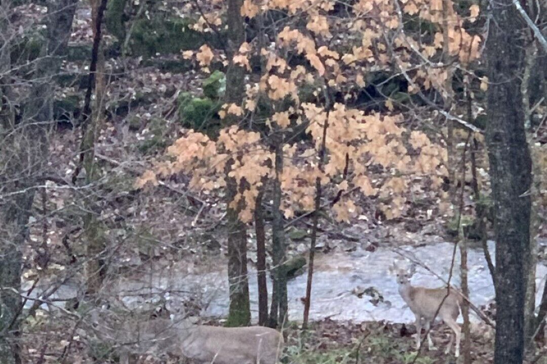 Photo of Outdoor in Eureka Springs