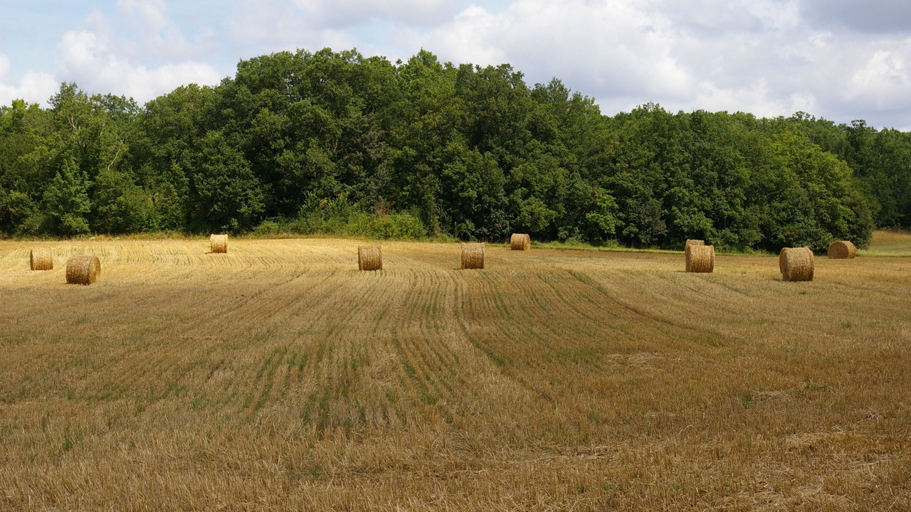 Photo of Others in Saint-Cernin