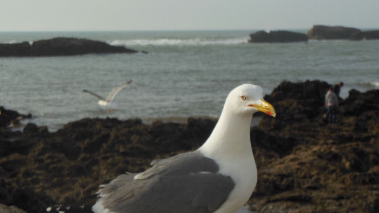 Photo of Others in Chateau-d'Olonne