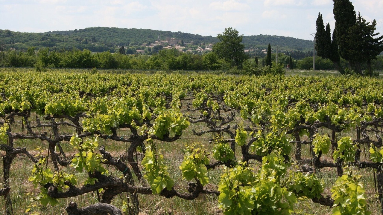 Photo of Outdoor in Sainte-Cecile-les-Vignes