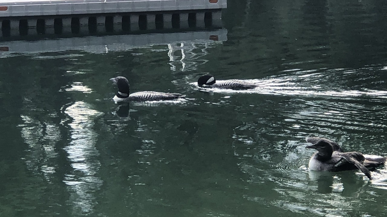 Photo of Others in Ossipee