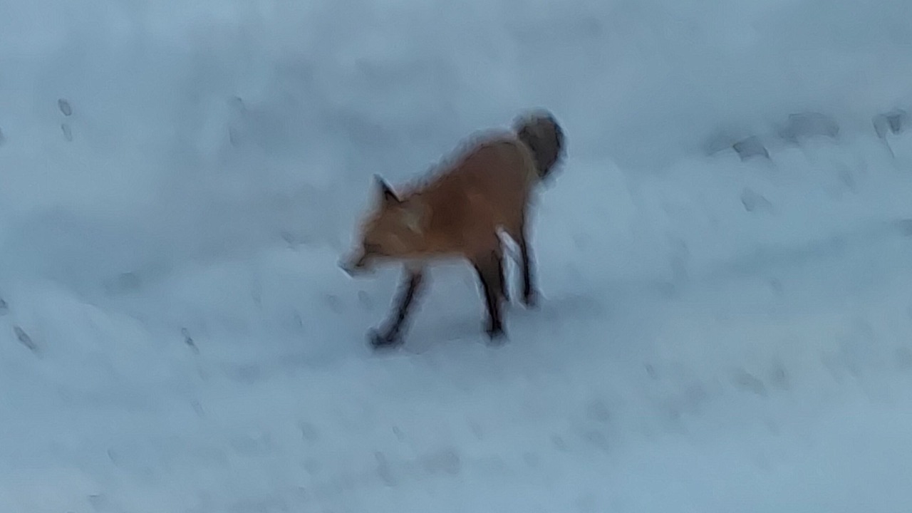 Photo of Others in Gorham