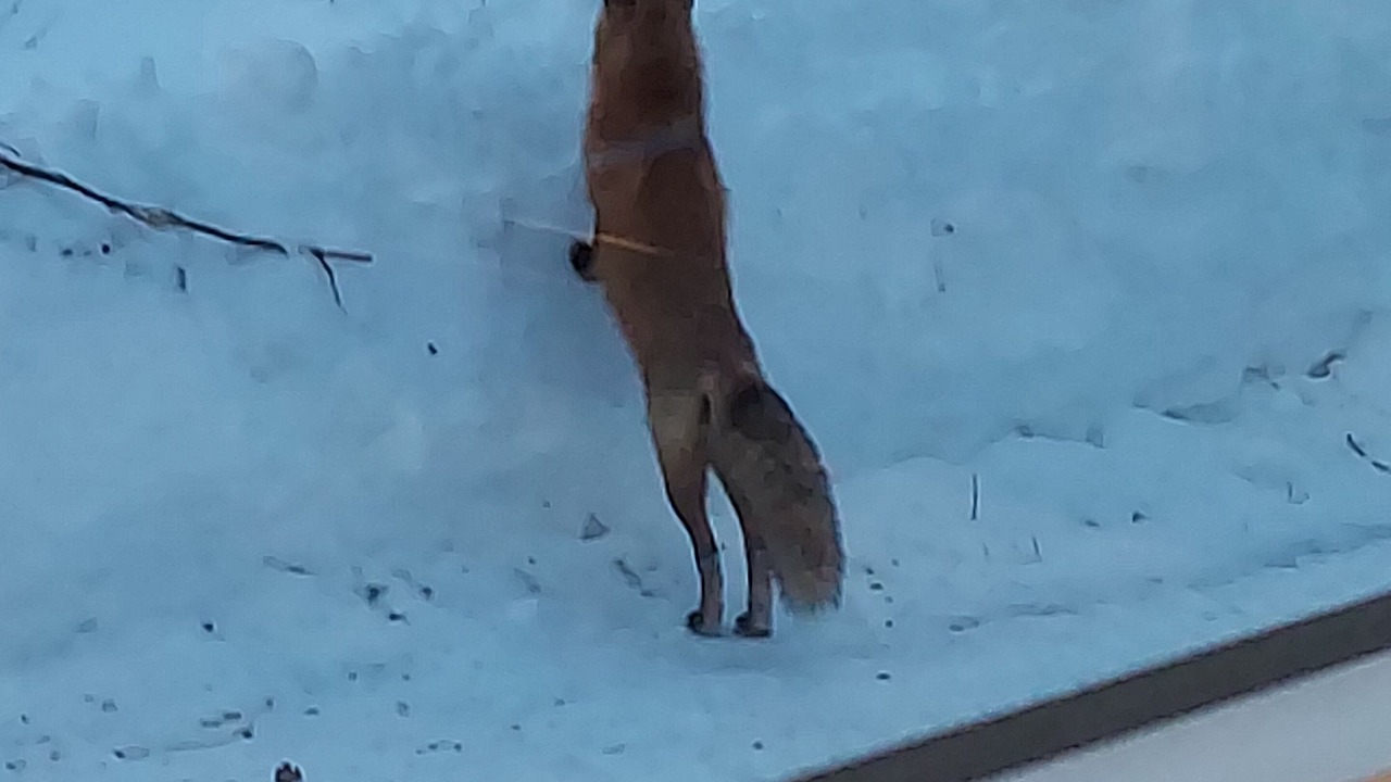 Photo of Others in Gorham