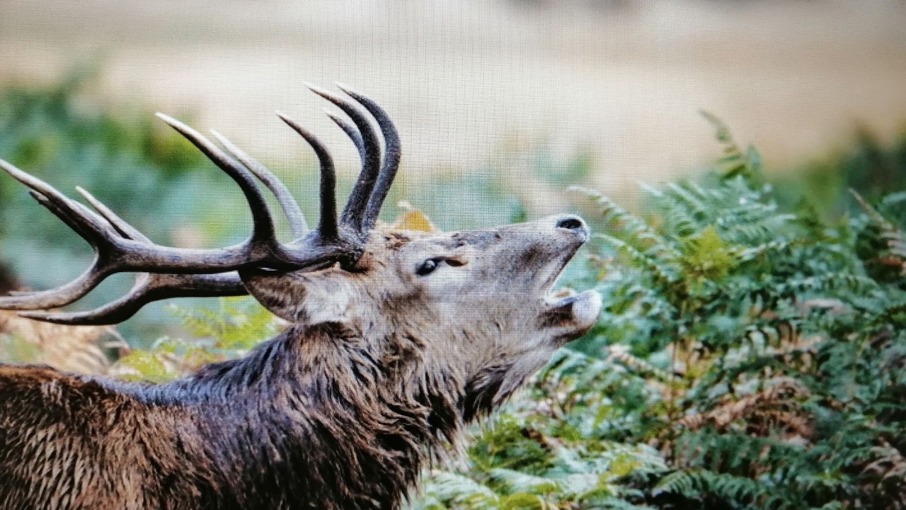 Photo of Outdoor in Saint-Evroult-Notre-Dame-du-Bois