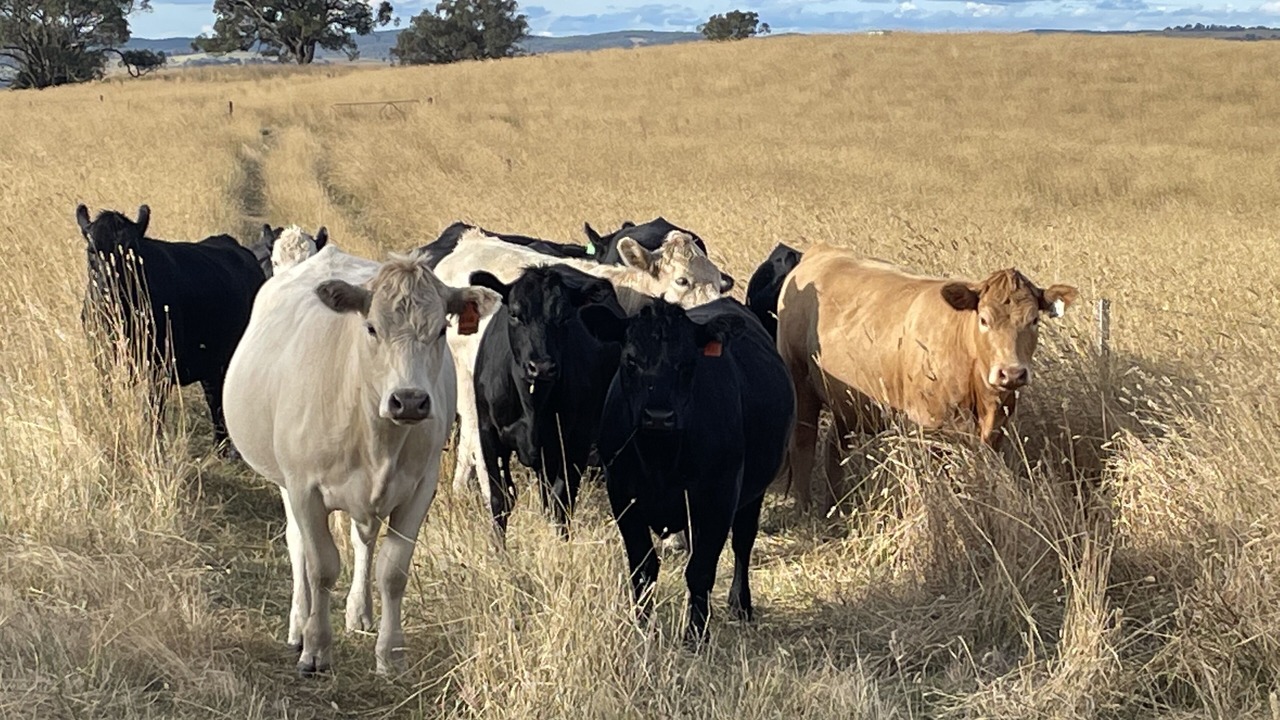 Photo of Others in Orange