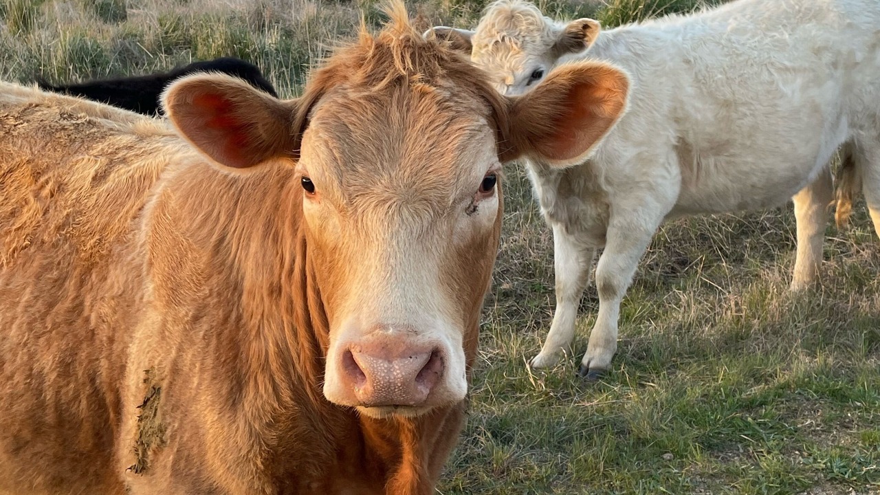 Photo of Outdoor in Orange