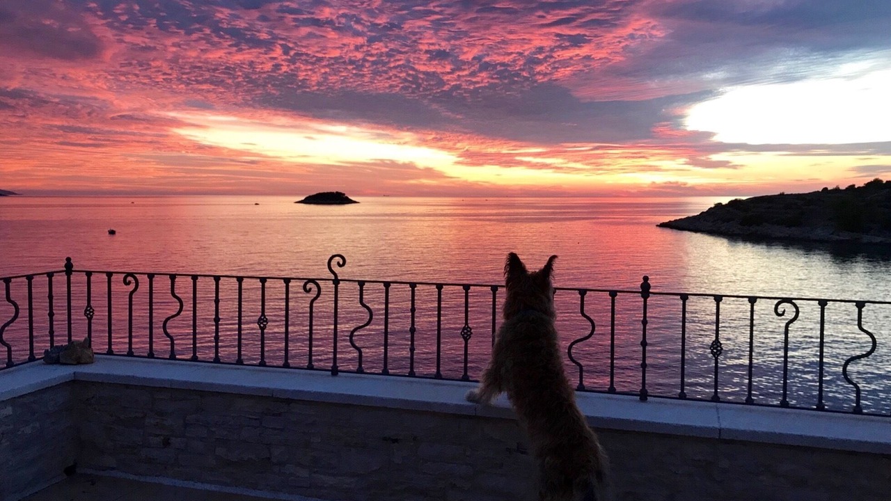 Photo of Others in Vela Luka